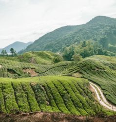 Cameron Highlands in Maleisië